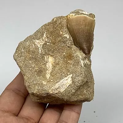 226.2g3 X3 X1.8  Original Genuine Fossil Mosasaur Tooth On Matrix F1395 • $22.50