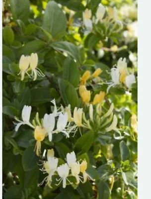  3 EVERGREEN HONEYSUCKLE LONICERA HALLIANA - FRAGRANT CLIMBING PLANTS 40 -60cm  • £12.99