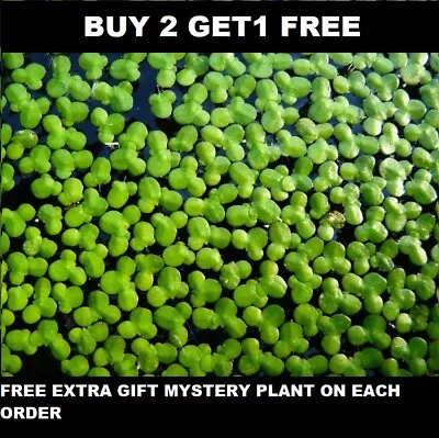 1000+ Duckweed Indoor Grown Live Organic Aquarium  BUY2GET1 FREE Extra Plant • $8.39