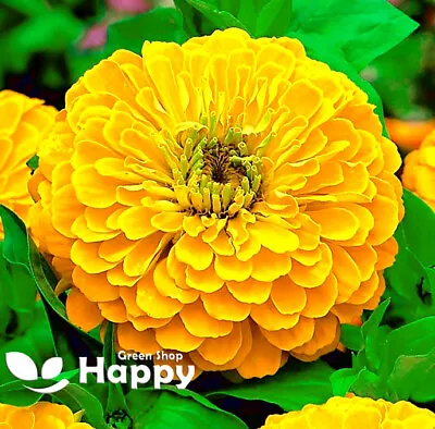 ZINNIA DAHLIA YELLOW - Canary Bird - 260 SEEDS - Zinnia Elegans Dahlia Flowered • £1.99