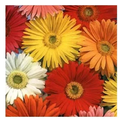 Gerbera Jamesonii 'California Giant Mix' / Barbeton Daisy / 50 Seeds • £1.79