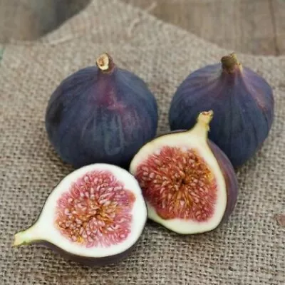 Magnolia Fig - Ficus Carica - Live Well Rooted STARTER Plant • $18.50