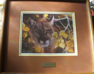 PERFECT!  Vivi Crandall  Golden Eyes  Cougar Aspen Signed Numbered Framed Print • $682