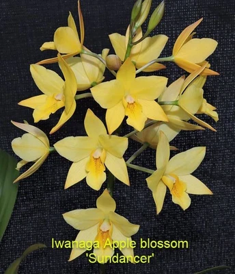 $25 • Buy Orchid Plant 0346. Cattleya (Iwananga)  Apple Blossom Sundancer Beaut Plant In 1