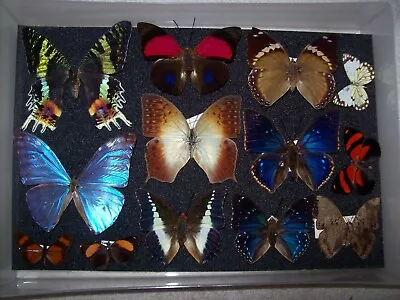 £31 • Buy World Butterfly Collection  Agrias, Morpho ! COLLECTOR, Framer, Artwork, Box 21