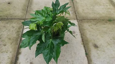 Fatsia Japonica Evergreen Hardy Easycare Shrub Plant Japanese Aralia 12cm Pot • £9.99