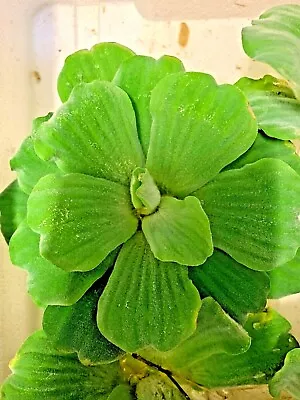 Pistia Stratiotes Jumbo LARGE  OUTDOOR Lettuce Aquarium Pond Floating Plant • £4.99