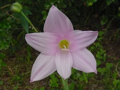 Habranthus Robustus PINK RAIN LILY Seeds! • $4.99