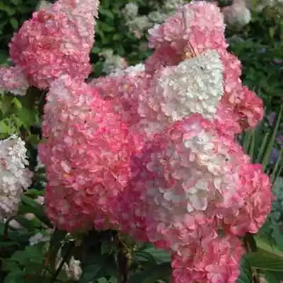 5 Bright Vanilla Strawberry Hydrangea Seeds Perennial Flowers Flower Seed 1415 • $4.89