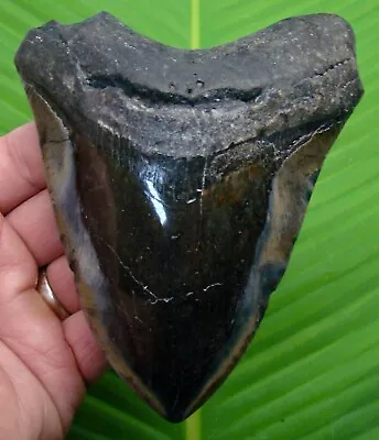 MEGALODON SHARK TOOTH - OVER 5 In.   SHARKS TEETH  - MEGLADONE FOSSIL JAW • $145