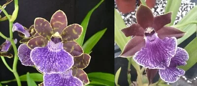 $20 • Buy Orchid Plant 0409. Zygopetalum Firewater  X  Beaut  Seedling In 90mm Pot Pot  Be