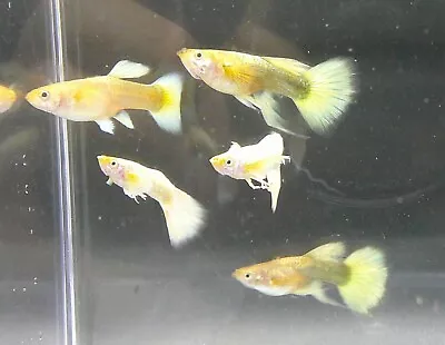1 Trio- Live Aquarium Guppy Fish High Quality - Full Gold 24k Both Ribbon & Non • $40