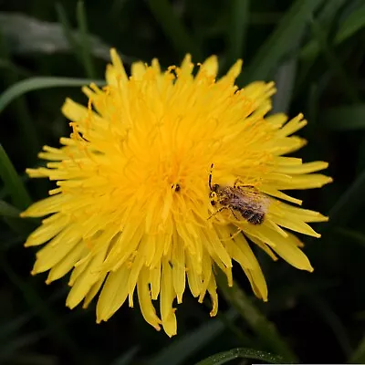 DANDELION Flower SEEDS  WILD FLOWER  MEADOW Fast Tortoise Food Grow 300 Seeds • £2.99