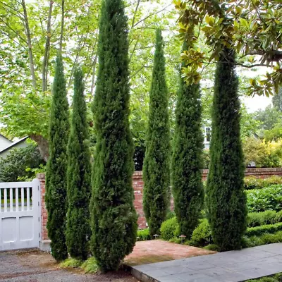 You Garden - Pair Of Italian Cypress Trees 60-80Cm Tall Ornamental Trees In 14Cm • £28.27