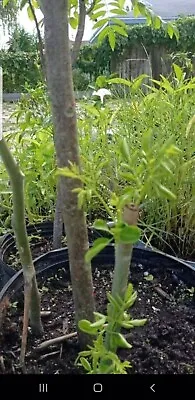 5 Moringa TREE Cuttings TREE OF LIFE FRESH Food Forest Permaculture • $30
