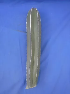 Mexican Fence Post Cactus Pachycereus Marginatus CUTTING 15.5  Long EZ 2 Root D3 • $18.99