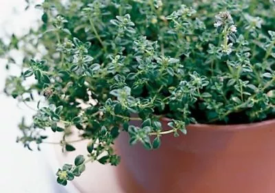 £2.99 • Buy Thyme - Common English Thyme  Seeds