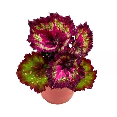 Harmony's Love Hurts Begonia Rex 4 Inch Pink Splashy Spiral • $24.99