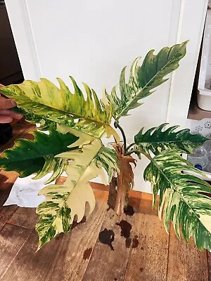 Philodendron Caramel Marble Variegated No Monstera • $315