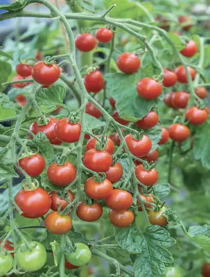 Tomato Sweet Million | 3 Plug Plants | Veg Plants • £6.99