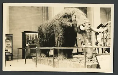 Cohoes Mastodon Furry Replica New York State Museum Display Photo 1930s Albany • $16.99