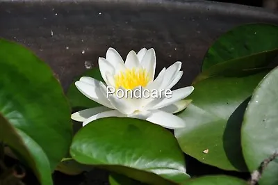 Water Lily Alba. A Must For A Native Wildlife Pond New Season Plants £12.85. • £12.85