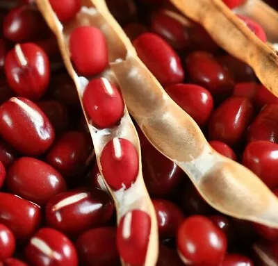 Adzuki Red Bean Seeds |Azuki Aduki Mung Cowpea Edamame Asian Vegetable Seed 2024 • $3.95