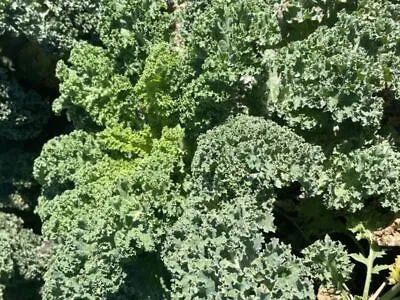 Kale Borecole Dwarf Green Curled  1200 Seeds   • £13.69