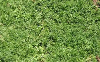 Anthemis 'Treneague' Lawn Chamomile Or' Plena' Double Flowered 3x9cm Pots • £5.99