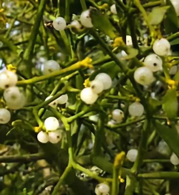 MISTLETOE! Large Branches Of Cut To Order American Mistletoe.  • $50