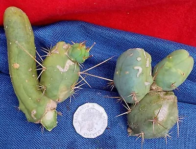 Cactus Bridgesii Monstrose #5 - 'penis Cactus' - Strong Cuttings • $33