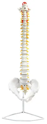 Didactic Human Spine Model Flexible - 31.5  - Includes Mount - Eisco Labs • $84.99