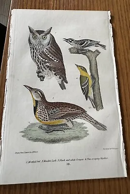 Wilson American Ornithology Orig 1832 Hand Colored Mottled Owl Meadow Lark Etc • $19.95