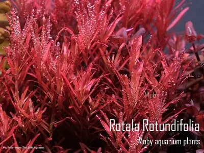 Rotala Rotundifolia - Live Beginner Aquarium Plant Fish Shrimp Aquascape • $5