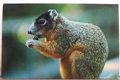Florida FL Everglades National Park Mangrove Fox Squirrel Postcard Old Vintage • $0.50