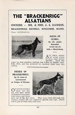 German Shepherd Old Vintage 1934 Named Dog Print Page Brackenrigg Kennels  • $4.97