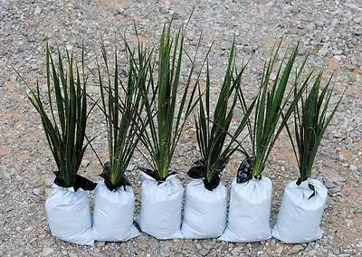 Yucca Plants 6 Large 15-20 Inches Tall  Landscaping Flowers White ADAMS NEEDLE • £84.43