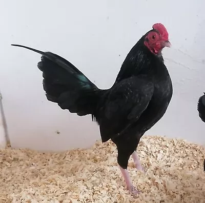 8 Black Old English Game Bantam Hatching Eggs.. Show Quality. • £18