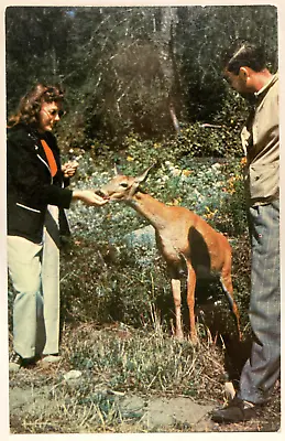 Feeding A Deer Animal Vintage Postcard • $4.65