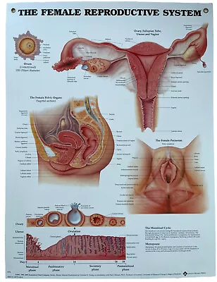 Female Reproductive System Anatomical Chart Styrene Plastic 20x26 • $98