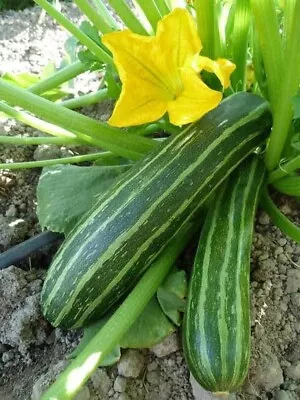 Zucchini 'COCOZELLE' 10 Seeds HEIRLOOM Vegetable • $3.50