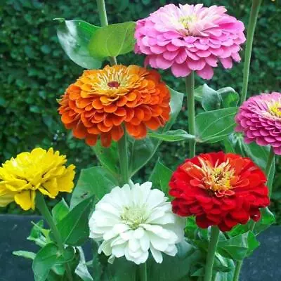 Zinnia Elegans DAHLIA Flowered Mix Butterflies LOVE Heirloom Non-GMO 100 Seeds • $3.98