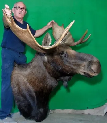 New Moose Mount Taxidermy Head Xlarge Canadian Bull!#s1 Deer Antler Chandelier • $3990