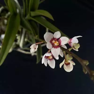 Flowering Select Sarcochilus SP23/025 • $45