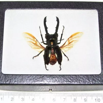 Cyclommatus Metallifer Stag Beetle Mounted Wings Spread Indonesia FRAMED • $30