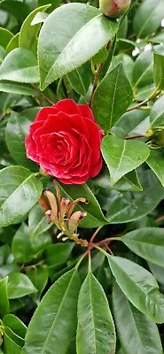 10 Year Old Camellia Japonica Shrub - Fully Established 7ft High  • £100