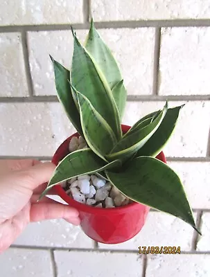 Sansevieria Hahnii Small Snow Plant  Aka Silver Marginata With Offset • $35