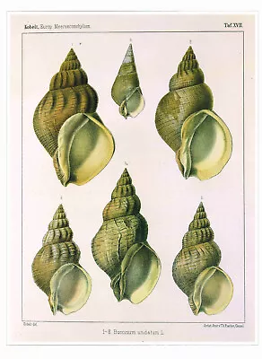 Common Whelk Shells Vintage 1991 Shell Print W. Kobelt Old Picture CNHPS#115 • $4.96