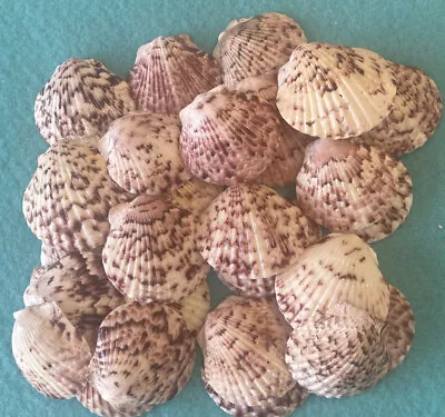 25 Large Colorful Calico Scallop Seashells Hand Picked Washed Polished Sanibel • $14