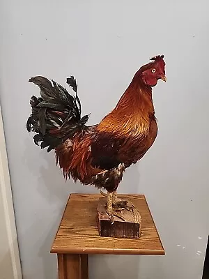 J98 Large Brown Rooster Chicken Bird Mount Taxidermy • $225